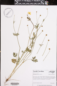 Ranunculus bulbosus image