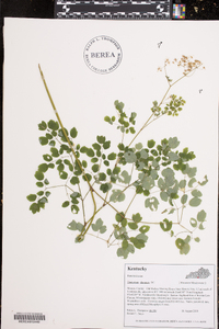 Thalictrum clavatum image