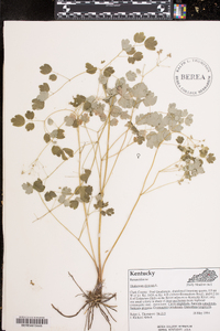 Thalictrum clavatum image