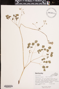 Thalictrum clavatum image