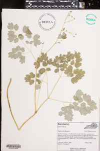 Thalictrum clavatum image