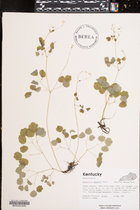 Thalictrum mirabile image