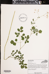 Thalictrum pubescens image