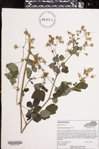 Thalictrum pubescens image