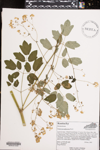 Thalictrum pubescens image