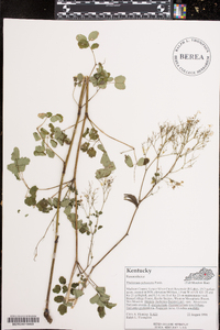 Thalictrum pubescens image