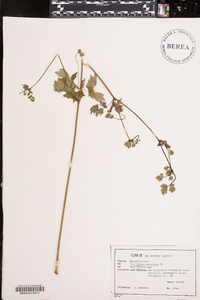 Thalictrum amphibolum image