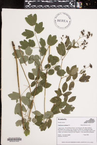 Thalictrum amphibolum image