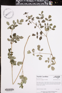 Thalictrum amphibolum image