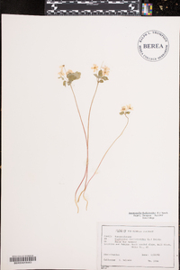 Anemonella thalictroides image