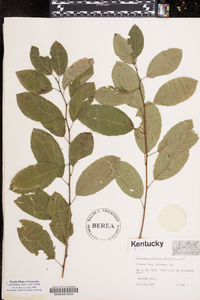 Berchemia scandens image