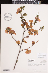 Chaenomeles speciosa image