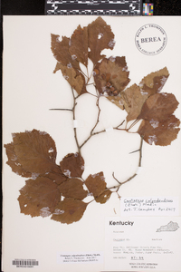 Crataegus calpodendron image