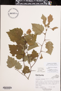 Crataegus iracunda image