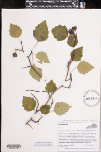 Crataegus iracunda image