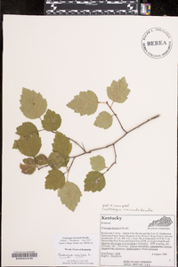 Crataegus iracunda image