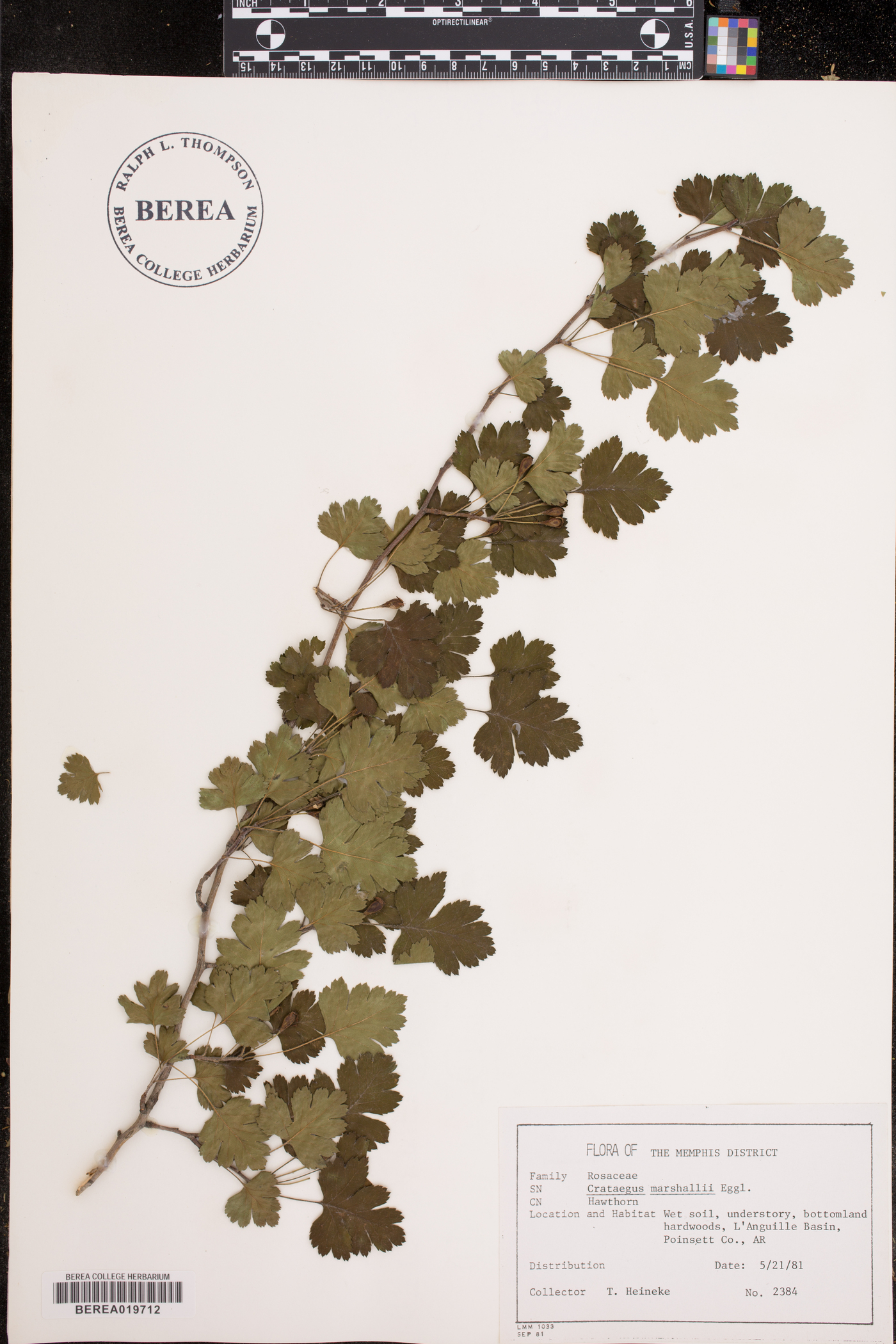 Crataegus marshallii image