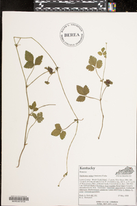 Potentilla indica image