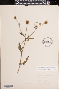 Geum aleppicum image