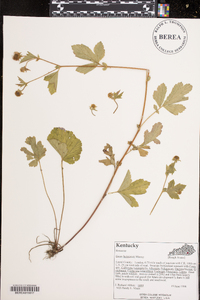 Geum laciniatum image