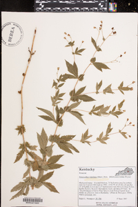 Gillenia stipulata image