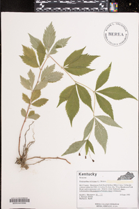 Gillenia trifoliata image