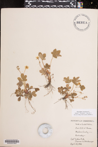 Potentilla canadensis image