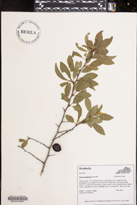 Prunus angustifolia image