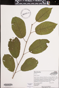 Prunus avium image