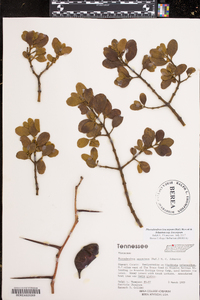 Phoradendron leucarpum subsp. leucarpum image