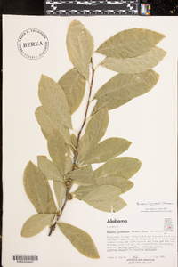 Sideroxylon lanuginosum image