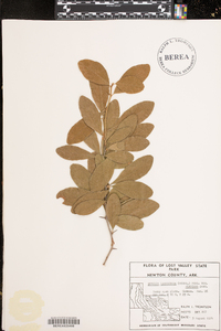 Sideroxylon lanuginosum image