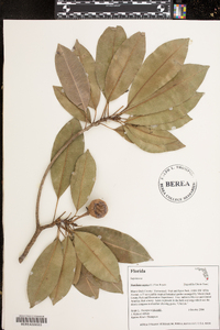 Sideroxylon lanuginosum image