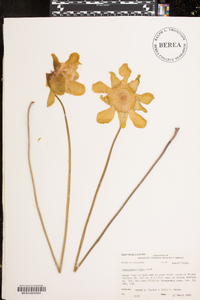 Sarracenia alata image