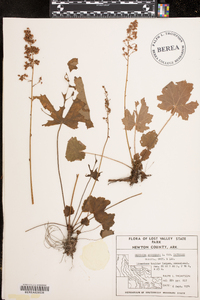 Heuchera americana image