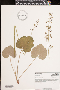 Heuchera americana image