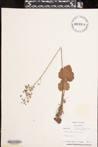 Heuchera americana image