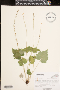 Mitella diphylla image