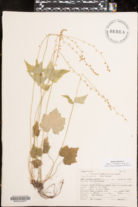 Mitella diphylla image