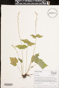 Mitella diphylla image