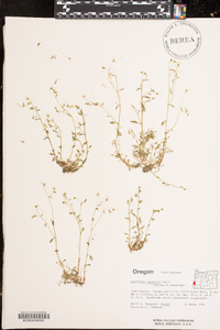 Saxifraga nuttallii image