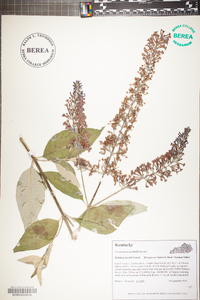 Buddleja davidii image