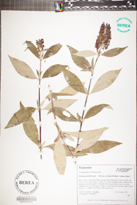 Buddleja davidii image