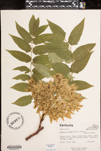 Ailanthus altissima image