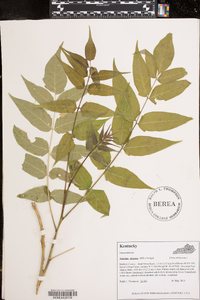 Ailanthus altissima image