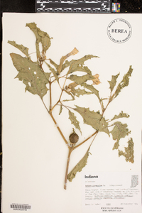 Datura stramonium image