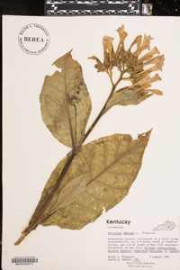 Nicotiana tabacum image
