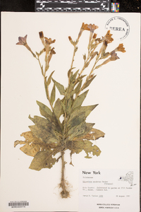 Image of Nicotiana × sanderae