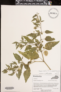 Physalis longifolia image