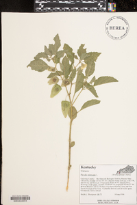 Physalis pubescens image